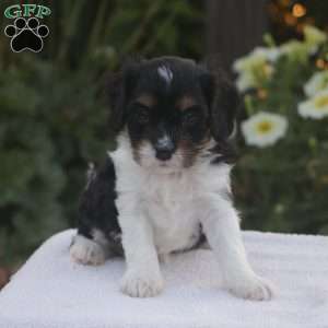 Blake, Cavapoo Puppy
